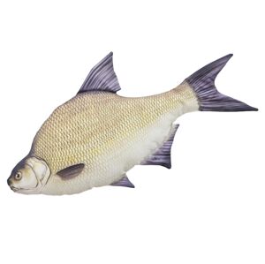 Gaby plyšová ryba cejn velký 65 cm